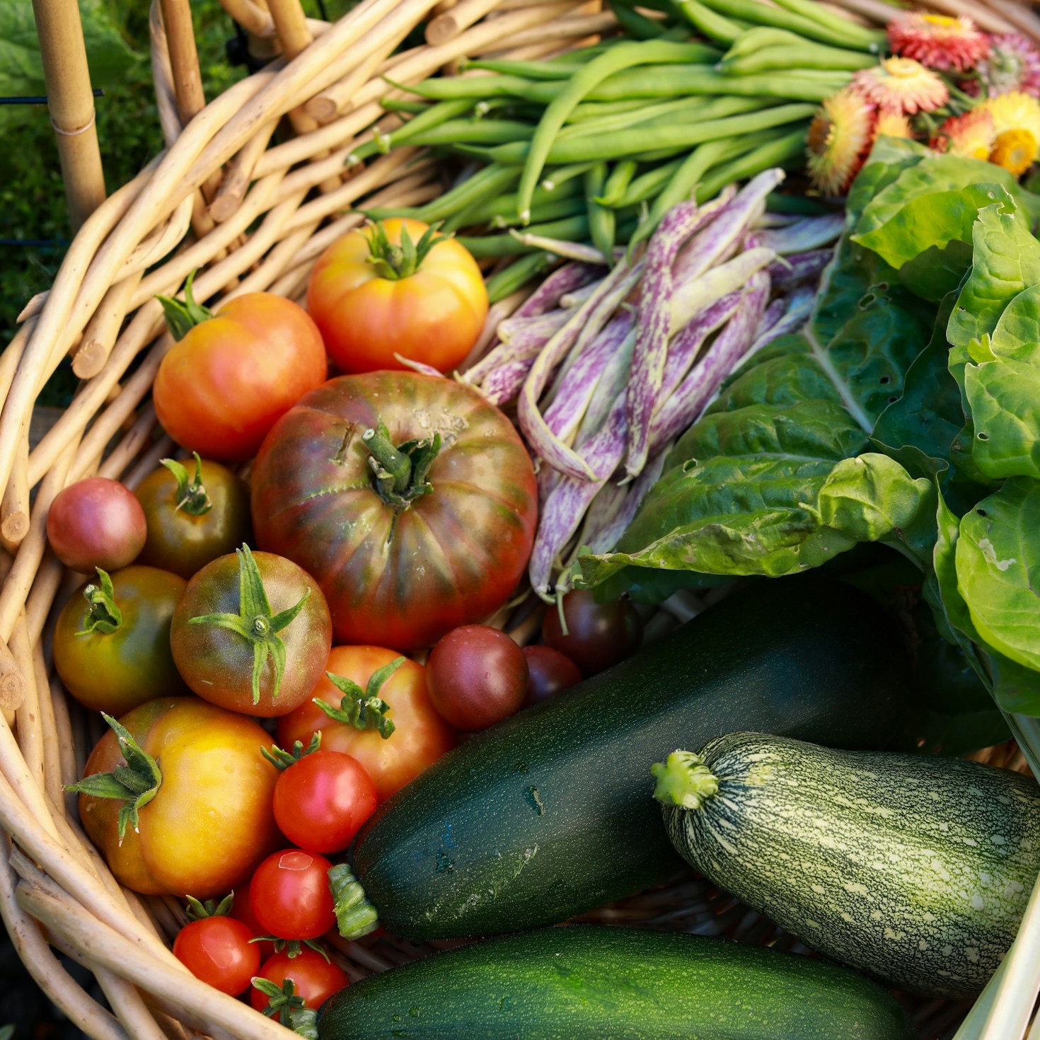 Comprendre les associations de plantes bénéfiques en permaculture